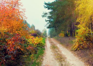 Rural Dirt Road In Autumn 