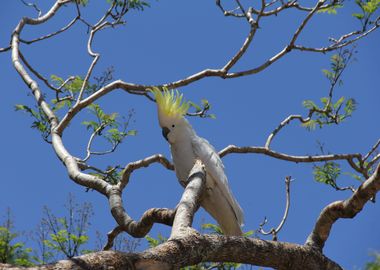 COCKATOO parrot