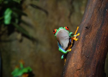 RedEye Frog Agalychnis Ca