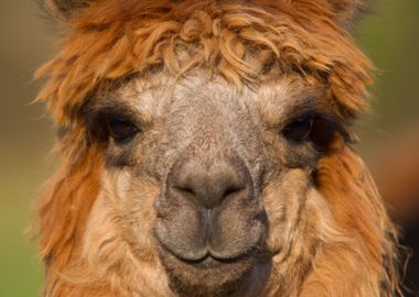 Alpaca Portrait With Brown