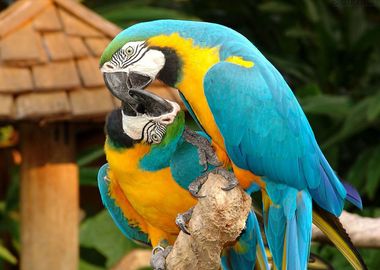 Brazilian Parrot Macaw