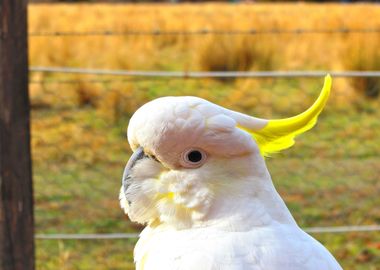 COCKATOO parrot