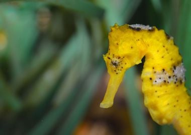 Yellow Seahorse Closeup Ov