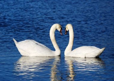 A Couple Of Swans Simboliz