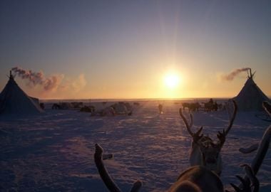 Reindeer Against A Tundra