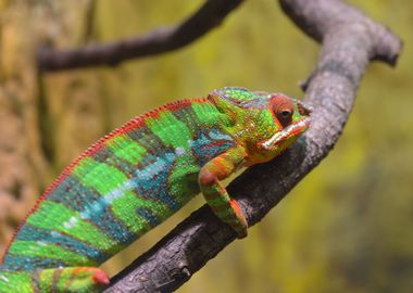 Colorful Panther Chameleon