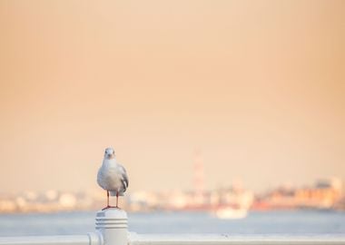 Seagull On Yokohama Port