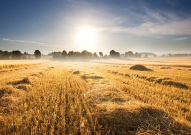 Stubble Field At Sunrise