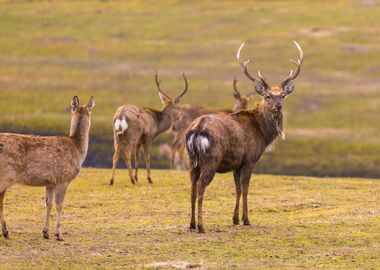 Dybowski Deer Sika Deer