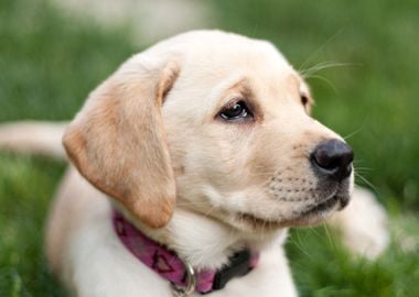 Cute Golden Labrador Puppy