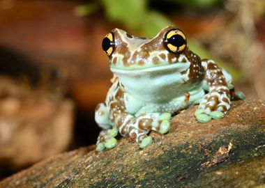 Colorful Frog In Terrarium