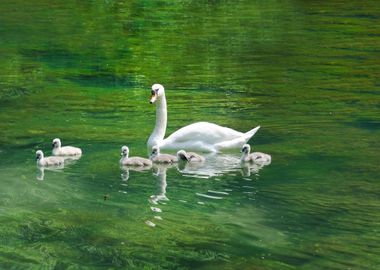 Swan With Cygnets On A Lak