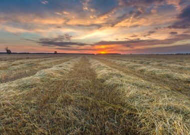 Stubble Field Landscape