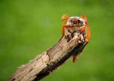 Cockchafer Or May Bug Melo