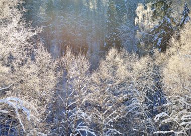 Frost On Trees In River Va