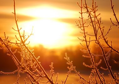 Frost On Tree At The Lake