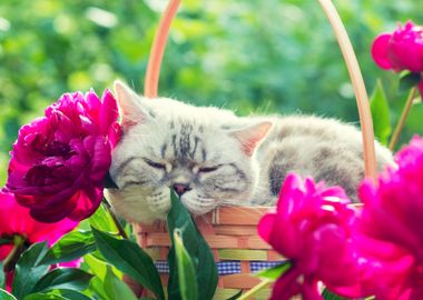 A Cute Cat Sleeping In A B