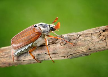 Cockchafer Or May Bug Melo