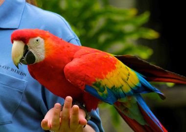 Macaw parrot