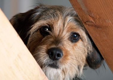 Borkie Dog Peeking Through