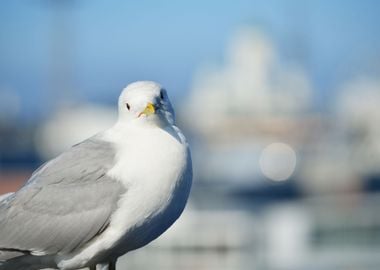 A Seagull In Helsinki Finl