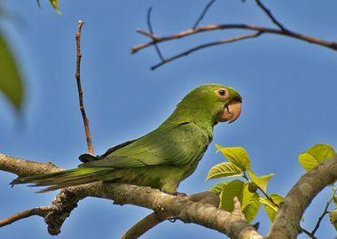 Brazilian Parrot