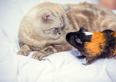 A Cat Sits Near A Guinea P