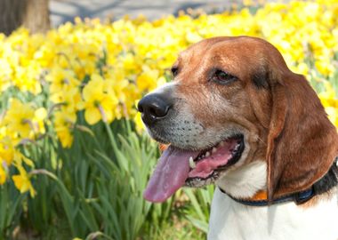 Cute Beagle Dog