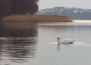 Lake Landscape With Swimmi