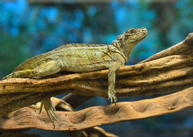 Large Iguana Lizard Restin