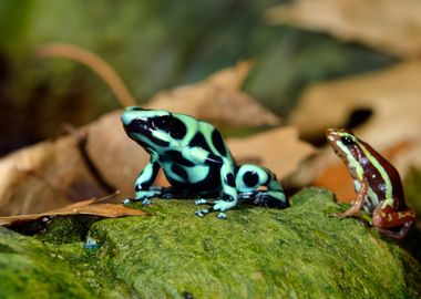 Frog In Terrarium