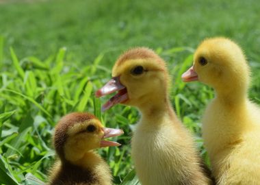 Ducklings Of A Musky Duck