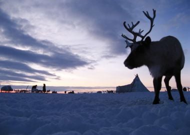 Reindeer Against A Tundra