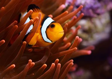 Amphiprion Ocellaris Clown