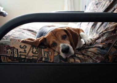 Lazy Beagle Dog Resting