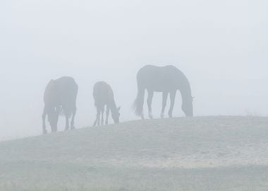 Horse Family In Fog