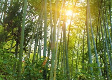 Bamboo Forest In The Sunli