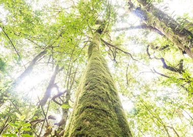 Rain Forest Tree At Doi In