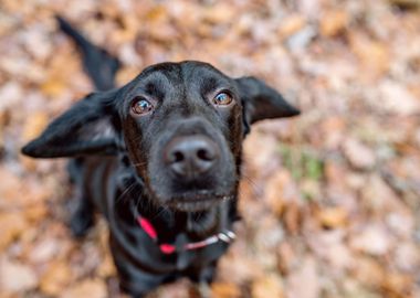 Close Up Of Black Dog Outs