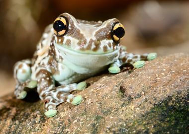 Colorful Frog In Terrarium