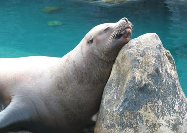 Cute Sea Lion