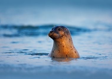 Atlantic Grey Seal Halicho