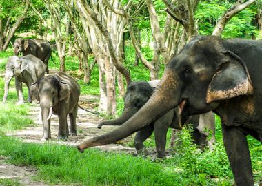 Asian Elephant In Forest