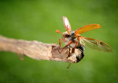 Cockchafer Or May Bug Melo