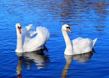 A Couple Of Swans In The B