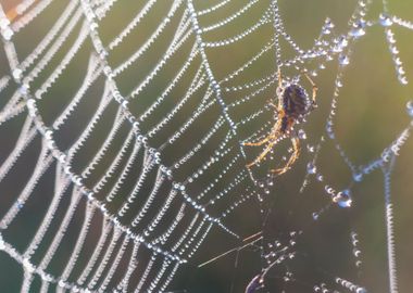 Spider On Web