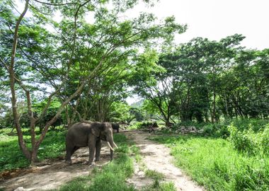 Asian Elephant In Forest