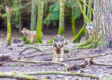 European Grey Wolf