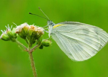 Butterfly On A Wild Flower