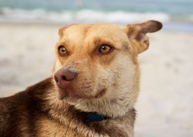 Portrait Of A Brown Dog On